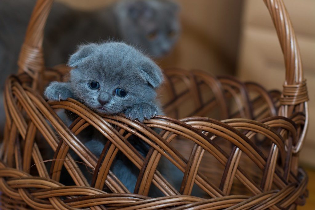 Kucing - kucing Mahal di Dunia
