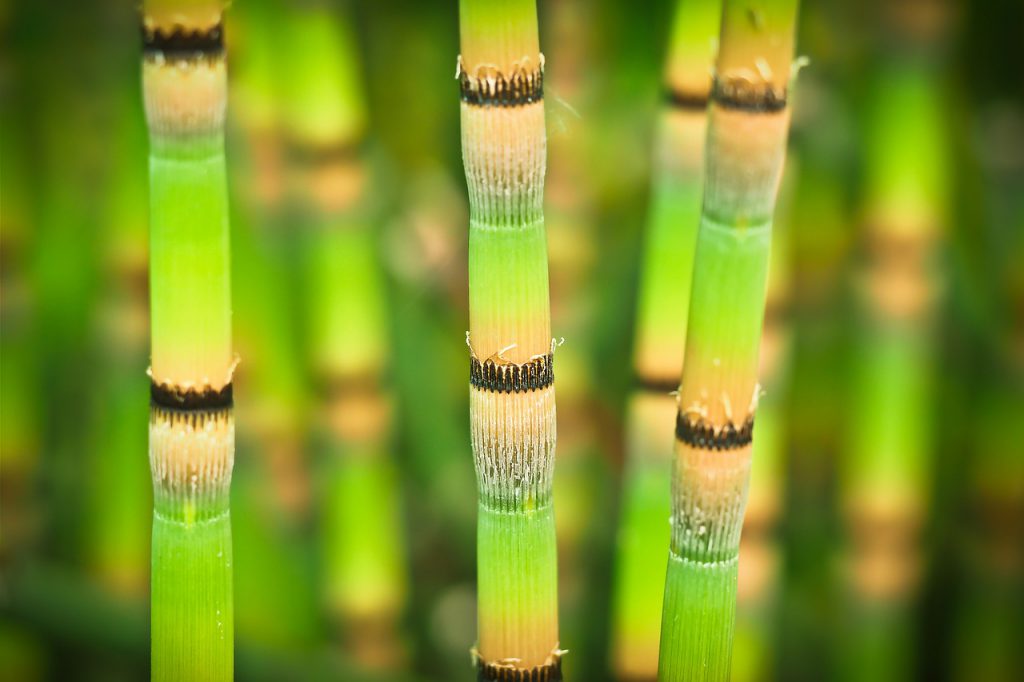 Kisah Sebatang Pohon Bambu
