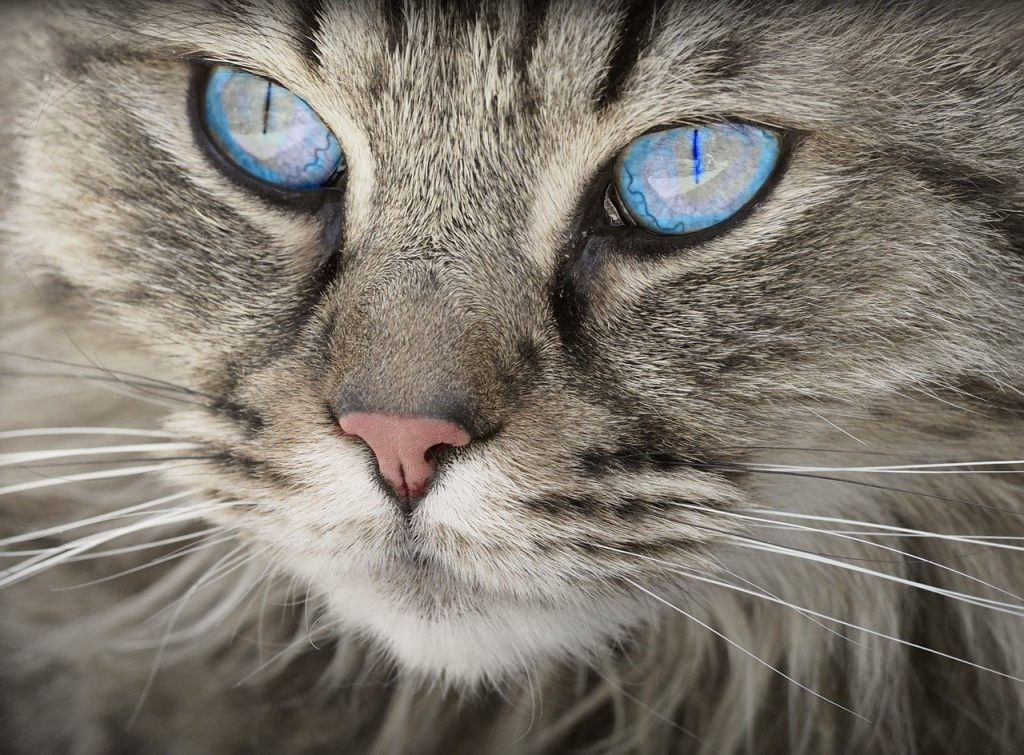 Pengaruh Lingkungan Bagi Kesehatan Kucing