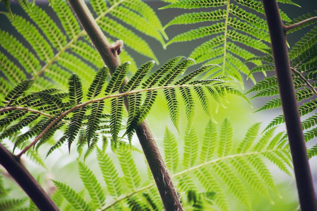 Pohon – Pohon Bernilai Tinggi di Indonesia